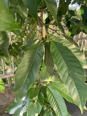 Magnolia denudata