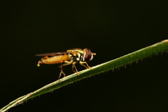 Toxomerus floralis