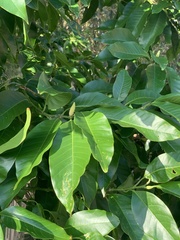 Magnolia denudata