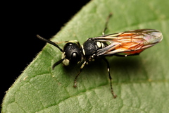 Philanthus loeflingi