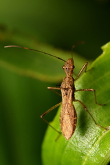 Dulichius