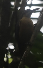 Ptiloris victoriae