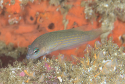Yellow-spotted dottyback (Pseudochromis flavopunctatus) — Pseudochromidae — 3
