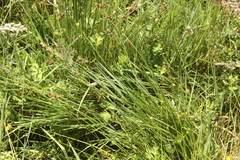 Carex leporina
