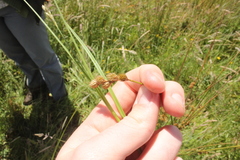 Carex leporina