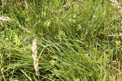 Carex leporina