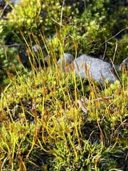Tortula muralis