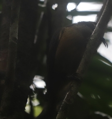 Ptiloris victoriae