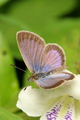 Zizeeria knysna knysna