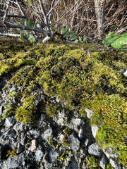 Tortula muralis