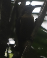 Ptiloris victoriae
