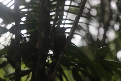 Ptiloris victoriae
