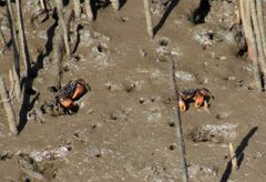 Parasesarma catenatum