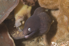 Gymnothorax thyrsoideus