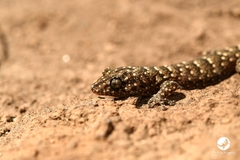 Gehyra variegata