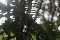 Ptiloris victoriae