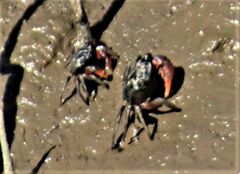 Parasesarma catenatum