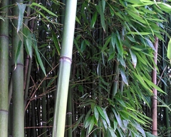 Phyllostachys