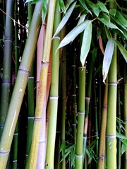 Phyllostachys