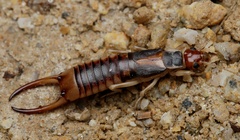 Labidura truncata