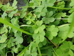 Oxalis pes-caprae