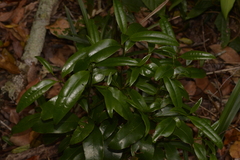 Litsea reticulata