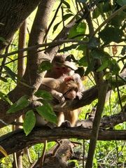Macaca mulatta