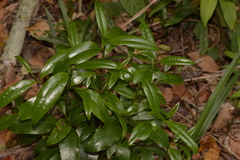 Litsea reticulata