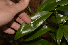 Litsea reticulata