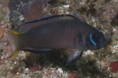 Pseudochromis steenei