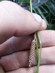 Carex testacea