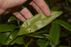 Litsea reticulata