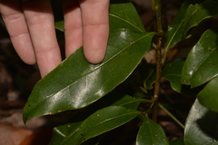 Litsea reticulata