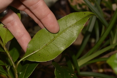 Litsea reticulata