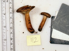 Lactarius quietus incanus