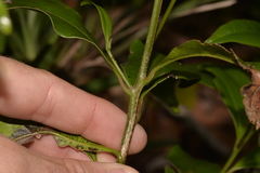 Litsea reticulata