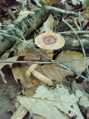 Lactarius quietus incanus