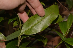 Litsea reticulata