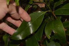 Litsea reticulata