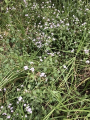 Fleischmannia pycnocephala