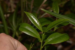 Litsea reticulata