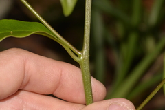 Litsea reticulata