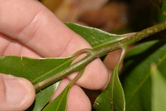 Litsea reticulata