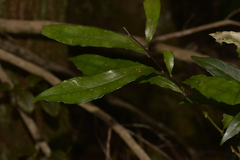 Polyosma cunninghamii