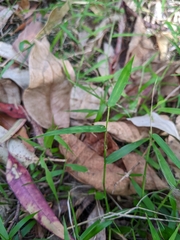 Ottochloa gracillima