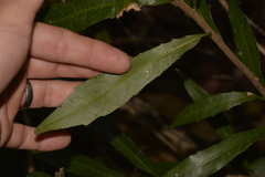 Polyosma cunninghamii