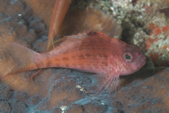 Cyprinocirrhites polyactis