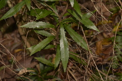 Polyosma cunninghamii