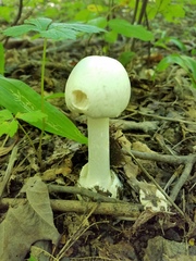Amanita suballiacea