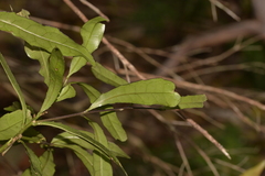 Polyosma cunninghamii